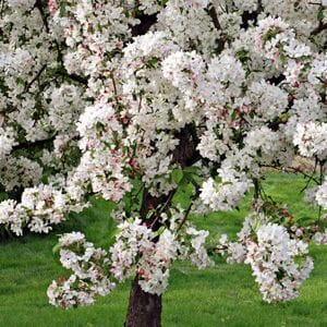 Malus 'Gorgeous'