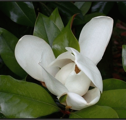 Magnolia grandiflora