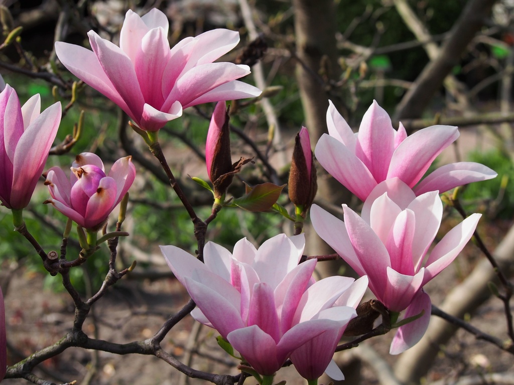 Magnolia 'Heaven Sent'