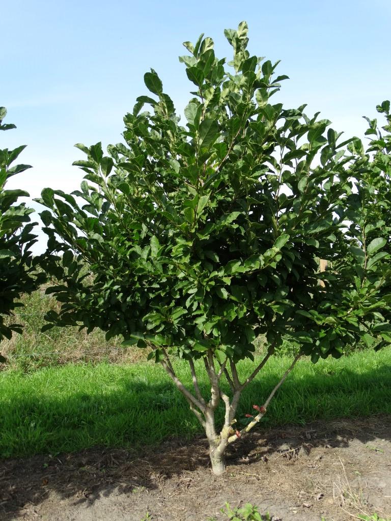 Magnolia kobus