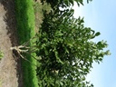 Magnolia kobus