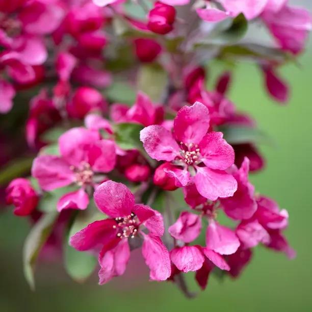 POMMIER À FLEURS