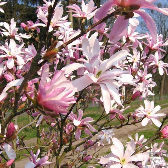 Magnolia loebneri 'Leonard Messel'