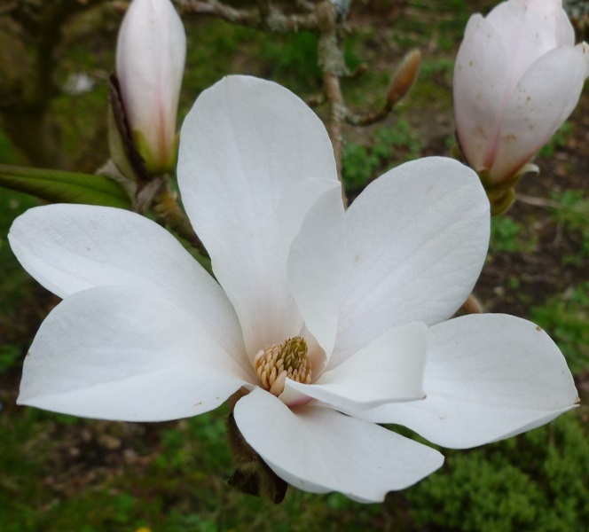 Magnolia loebneri 'Merrill'