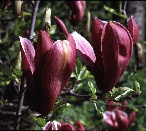 Magnolia liliiflora 'Nigra'