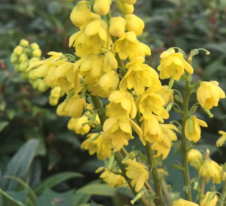 Mahonia media 'Charity'