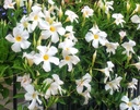 Mandevilla