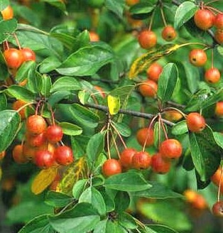 Malus 'Prof Sprenger'