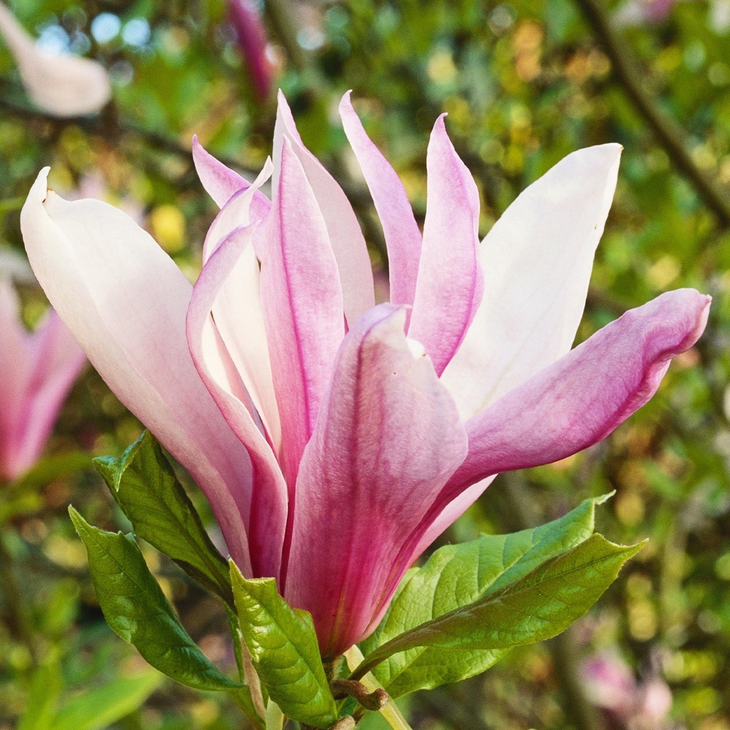Magnolia 'Ricki'
