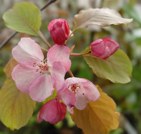 Malus 'Rudolph'