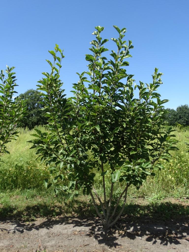 Magnolia soulangeana