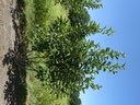 Magnolia soulangeana