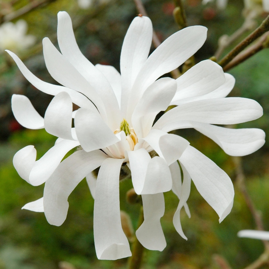 Magnolia stellata 'Royal Star'