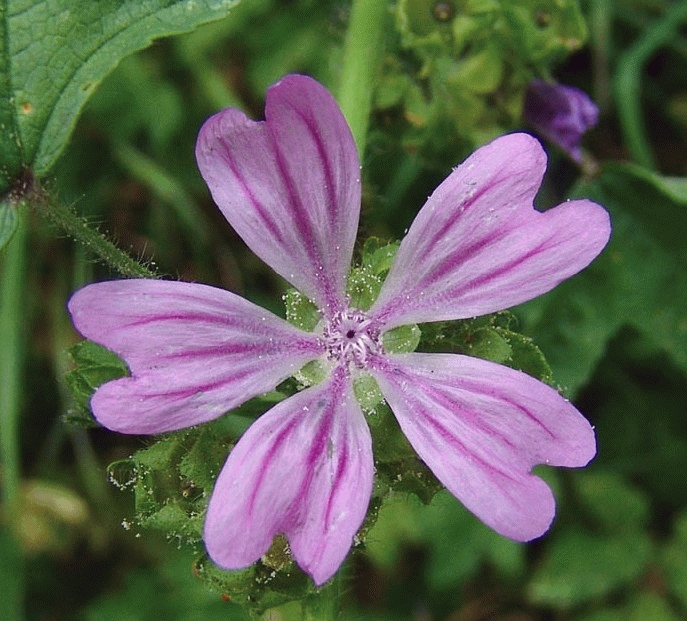 Malva sylvestris