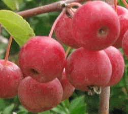 Malus 'White Angel'