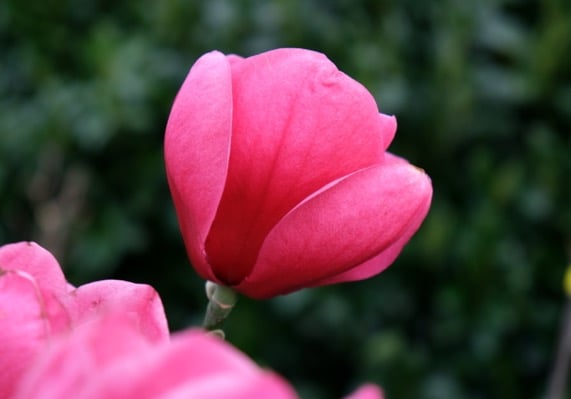 Magnolia 'Watermelon'®