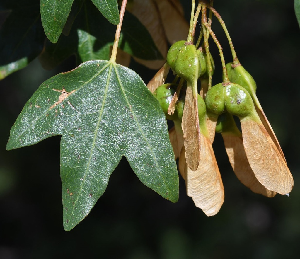 Acer monspessulanum