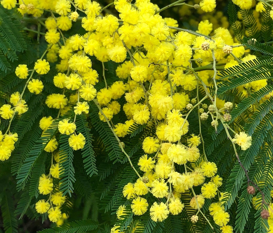 Mimosa pendula