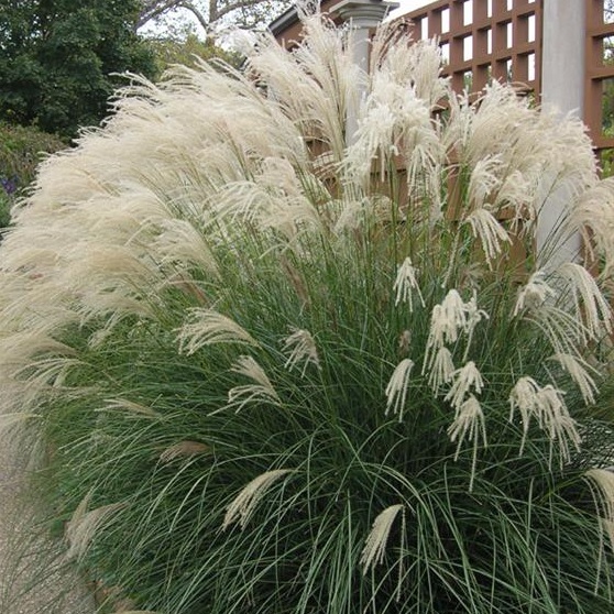 Miscanthus sin. 'Yaku Yima'