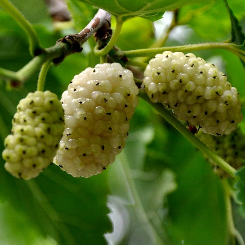 Morus alba