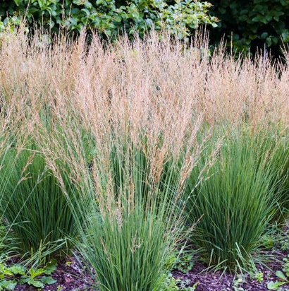 Molinia caer. 'Moorflamme'