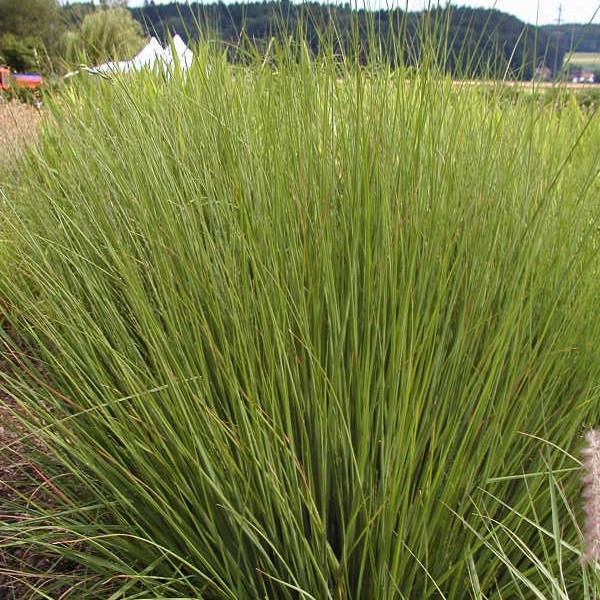 Molinia caer. 'Moorhexe' (GD)